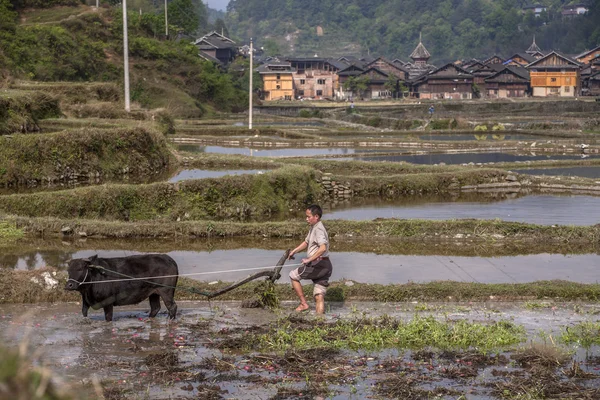 Aziatische plowman cultiveert grond door het gebruik van geweld een stier, China. — Stockfoto