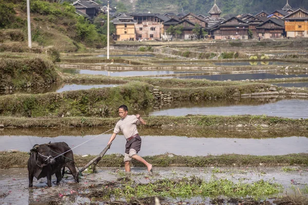 Agricultor chino trabaja el suelo en el campo utilizando la vaca de poder . —  Fotos de Stock