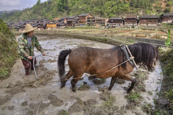 Plowman plowing rice field, using power of horses, near villages — Stock Photo, Image