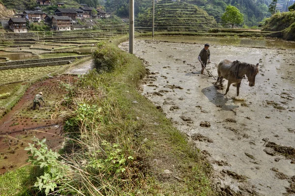 Arado tirando de caballos en el campo de arroz inundado, Zhaoxing, Guizhou, Chi —  Fotos de Stock