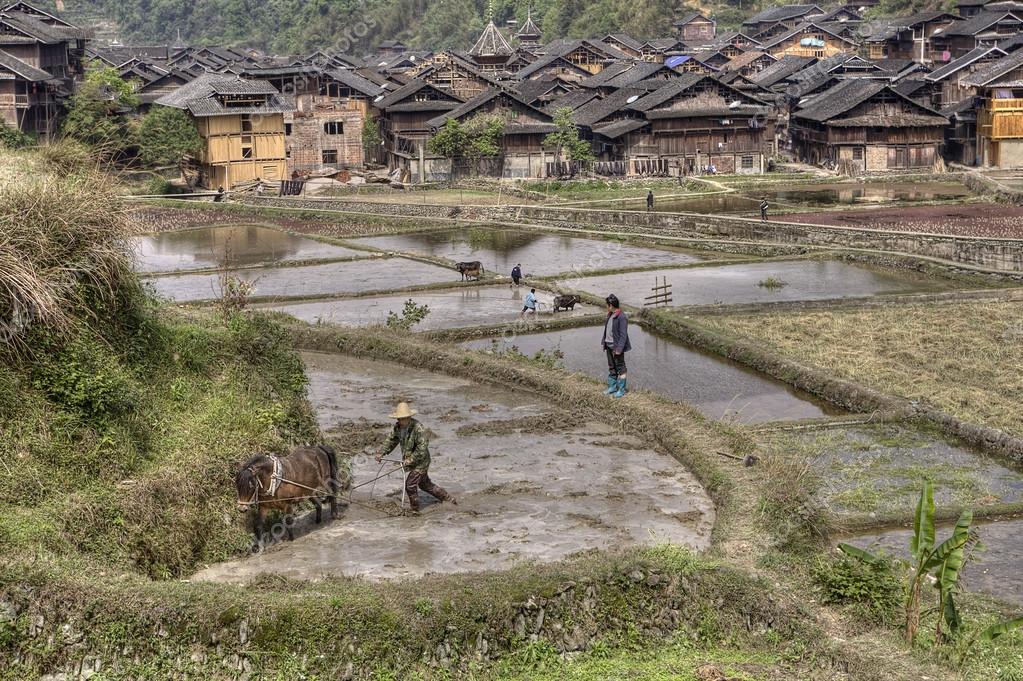Chinese farmers plow soil in rice fields near minority village. Stock