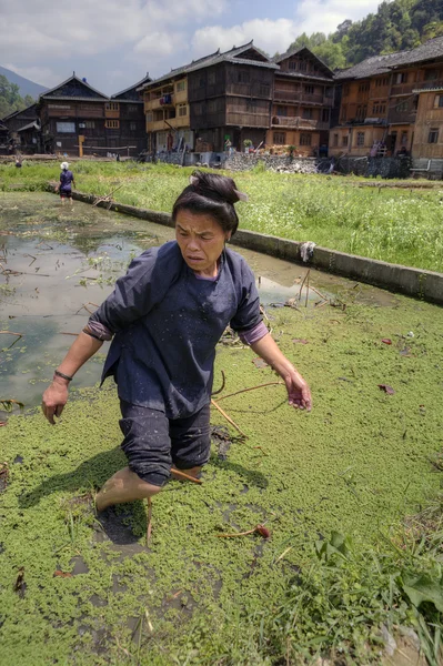 Číňanka funguje na staré rýžové pole, po kolena vody. — Stock fotografie