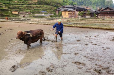 Çinli çiftçi TiIIs toprak, kırmızı inek, Zhaoxing, Guizhou, güneybatı Çin kullanarak.