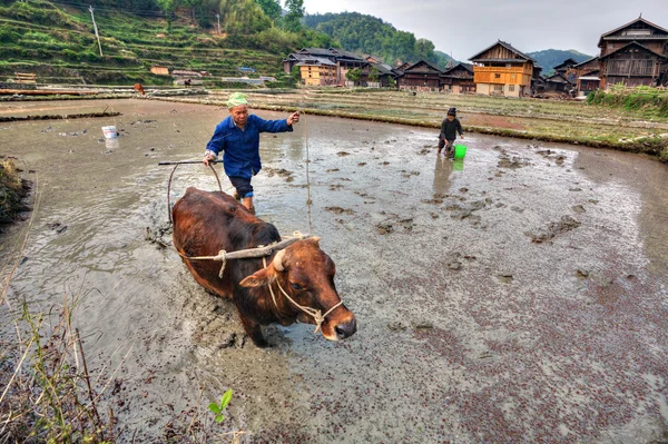 Agricultor chinês cultiva terra, campos de arroz, usando o poder da vaca . — Fotografia de Stock