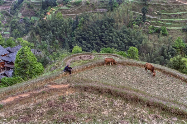 Mulher asiática parece dois bezerros pastando, perto da aldeia, China . — Fotografia de Stock