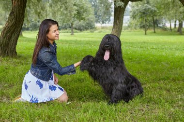 Kara briard köpeği dişiye pençesini uzattı..