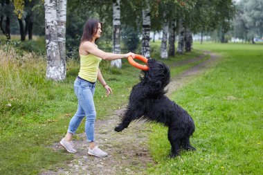 Briard, yazın halk parkında yürürken oyuncak yardımıyla bayan ev sahibiyle oynuyor. Siyah köpek genç bir kadınla oynuyor..