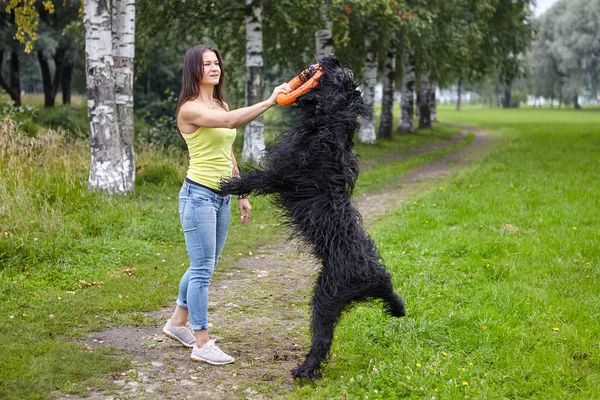 Svart Briard Hund Hoppar För Leksak Hålls Handen Ägaren — Stockfoto