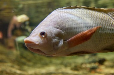 Akvaryumdaki Nil tilapia ya da Oreochromis niloticus 'un başına yakın çekim.