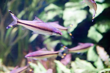 Denison Barb, Sahyadria denisonii, Hindistan 'da Batı Ghat Adaları' nın hızlı akan dere ve nehirlerine özgü nesli tükenmekte olan bir cyprinid balık türüdür. Akvaryum ticaretinde yaygın olarak görülür..
