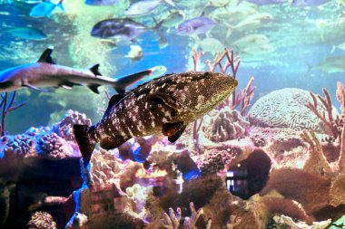 St. Petersburg, Rusya 'da deniz akvaryumu camının arkasındaki Pasifik Goliath adlı tuzlu su balığı..