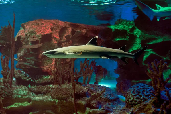 Whitetip reef shark or white tipped reef shark is migratory, live-bearing fish of warm seas sometimes of brackish or fresh water.