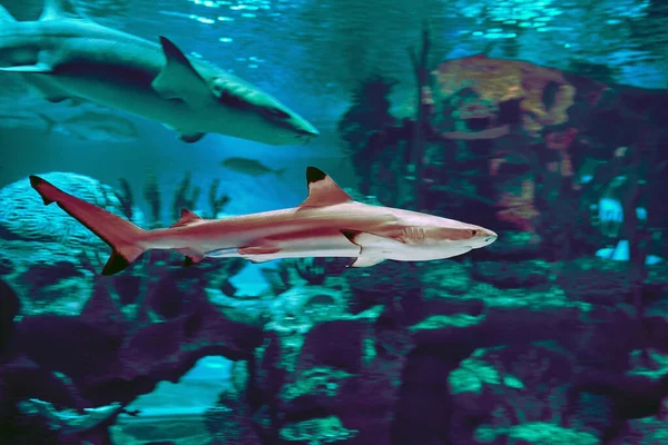 Blacktip sharks have black tips on all their fins except for the anal fin, which is white.