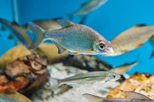 Roach or rutilus from carp fish family in public aquarium in city of St. Petersburg in Russia.