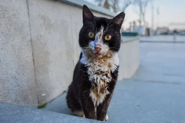Dirty black and white stray cat sits on sidewalk in Antalya. — Foto de Stock