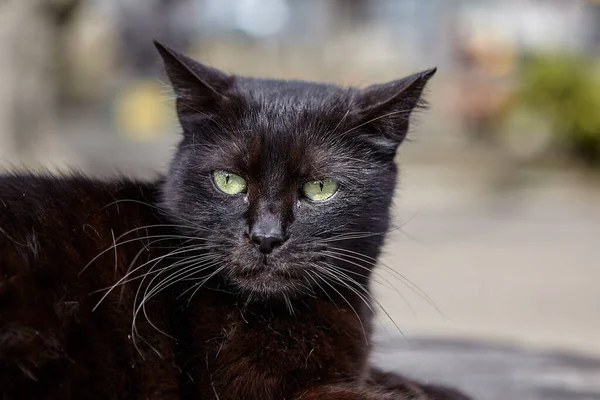 Bozal de gato callejero negro descansando en el parque de la ciudad. — Foto de Stock