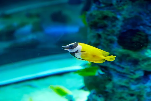Foxface Lo is marine fish from genus Siganus which is part of Balistidae family. —  Fotos de Stock