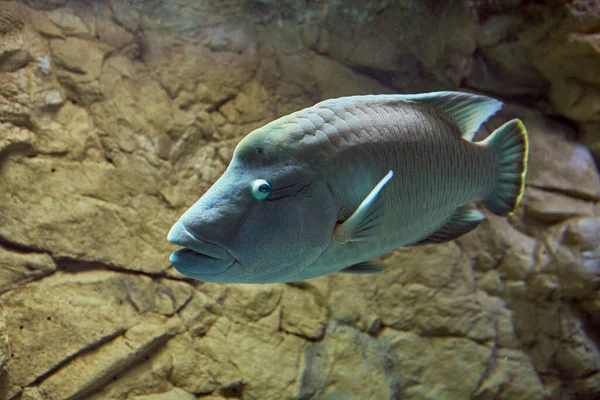 Fish tank of sea aquarium with Humphead Maori Wrasse or Cheilinus undulatus. — Stock Photo, Image