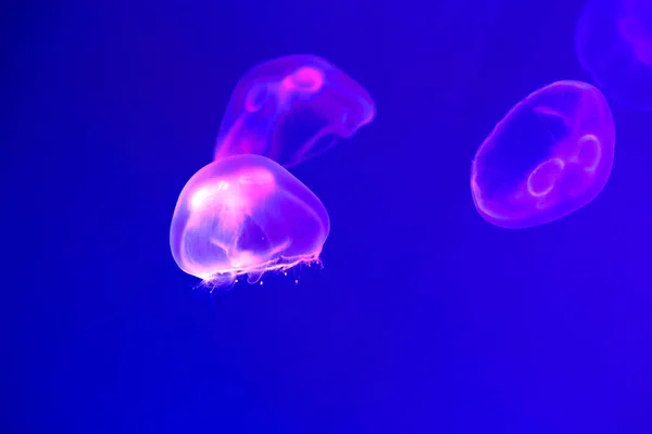 Fish tank with aurelia aurita or moon jellyfish of marine aquarium, water is backlit by blue LED lighting that gradually changes color. — Stockfoto