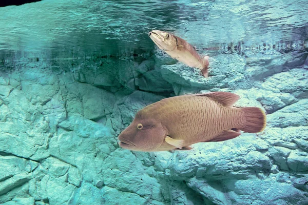 Humphead Maori Wrasse or Cheilinus undulatus in fish tank of sea aquarium. — Stock Photo, Image