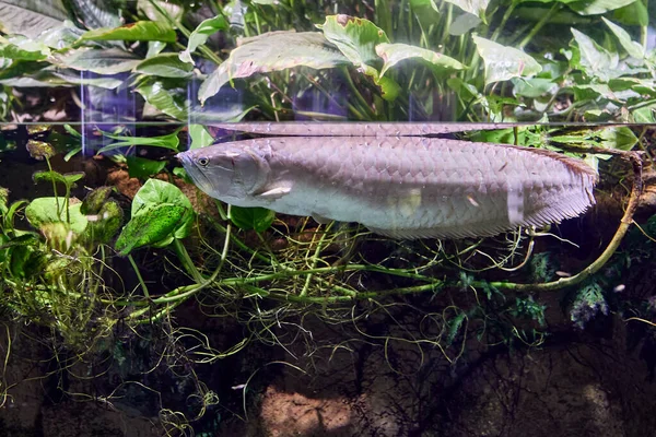 Silver Arowana or Osteoglossum bircurrhosum is freshwater fish in aquarium. — Stock Photo, Image