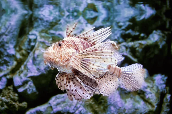 Toxic fish lionfish can only release venom when something strikes its spines. — Stock Photo, Image
