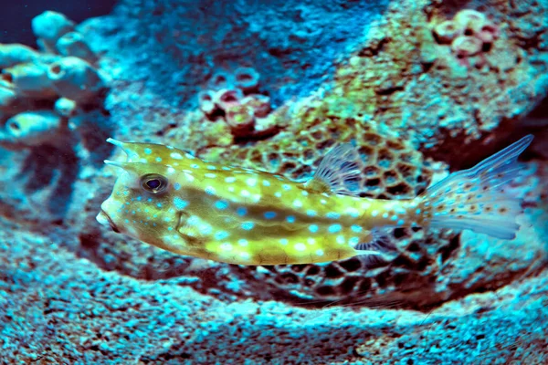 Horned boxfish in fish tank of saltwater aquarium. — Stock Photo, Image