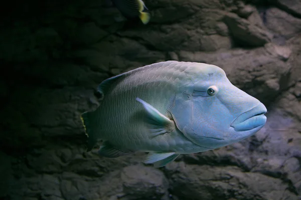 Humphead Maori Wrasse fish in Oceanarium of Saint Petersburg, Russia. — Stock Photo, Image