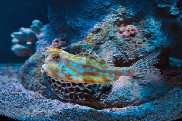 Lactoria cornuta or longhorn cowfish, in aquarium fish tank of Saint Petersburg, Russia. — Stock Photo, Image