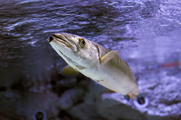 Grandi pesci predatori barracuda in acquario marino. — Foto Stock