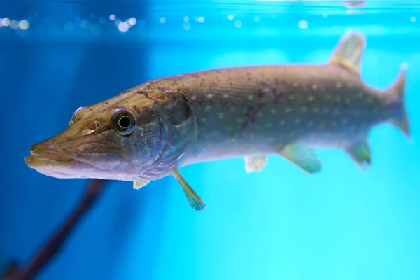 Nordgädda eller Esox lucius är sötvattensrovdjur i akvarium akvarium. — Stockfoto