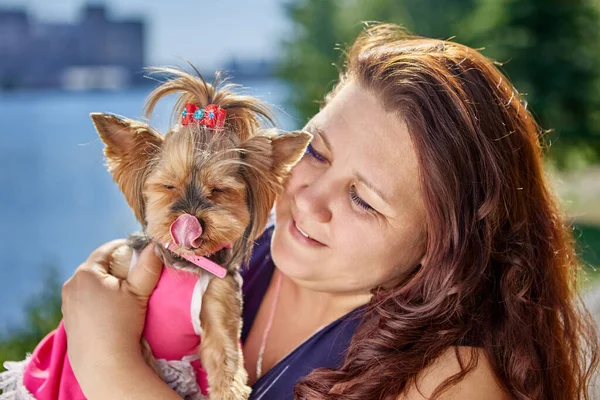 Stor bygga kvinna kramar Yorkshire Terrier, hund slickar sina läppar. — Stockfoto
