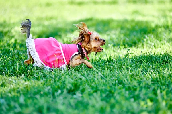 ヨークシャー・テリアの小さな犬が歩いている間に芝生の上で走ります. — ストック写真