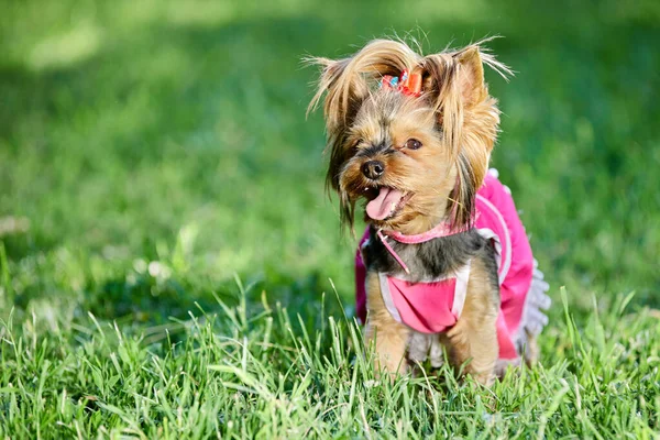 Hund i kläder, kvinna Yorkshire terrier bär rosa klänning. — Stockfoto