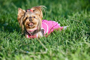 Pembe elbiseli Yorkshire Teriyeri yazın bahçede yürüyor..