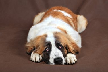 Sad dog St. Bernard is resting head lays on paws. clipart