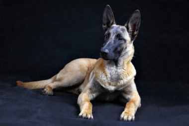 Belçika çoban köpeği Malinois gri arka plan üzerinde studi izole