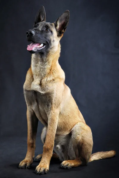 Malinois Belçika çoban köpeği, stüdyo izole üzerinde gri geri vurdu. — Stok fotoğraf