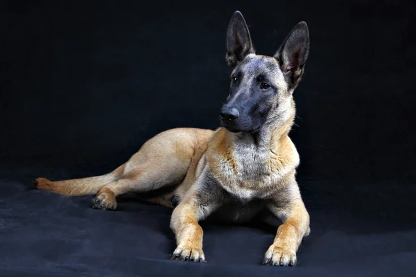 Belgijski Malinois Owczarek na białym tle na szarym tle, studi — Zdjęcie stockowe