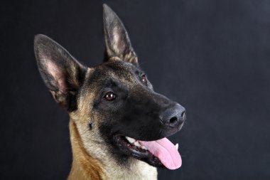  Malinois Belçika çoban köpeği stüdyo portre, gri arka plan 