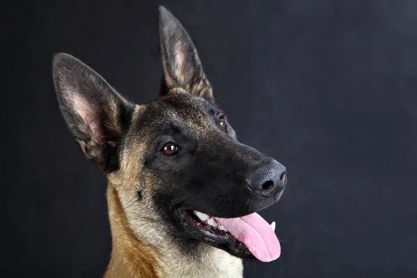 Owczarek Belgijski Malinois studio portret, szary tło — Zdjęcie stockowe