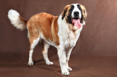 Yerli köpek, ayakta, stüdyo çekim poz Saint Bernard Yetişkin.