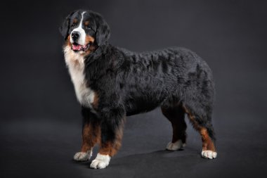 Büyük tüylü siyah evcil hayvan, Bernese dağ köpeği Studio sh