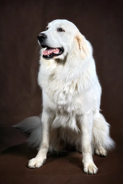 Adult white cream golden retriever studio — Stock Photo, Image