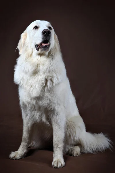 Golden Retriever sentado delante — Foto de Stock