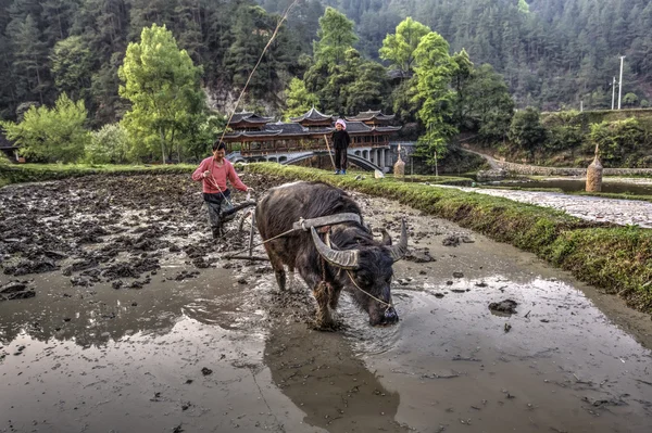 Un paysan chinois labourant un champ, utilisant la puissance du buffle . — Photo