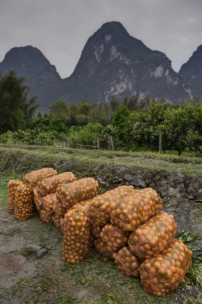 Colheita laranjas embaladas em sacos de um pomar perto das montanhas . — Fotografia de Stock