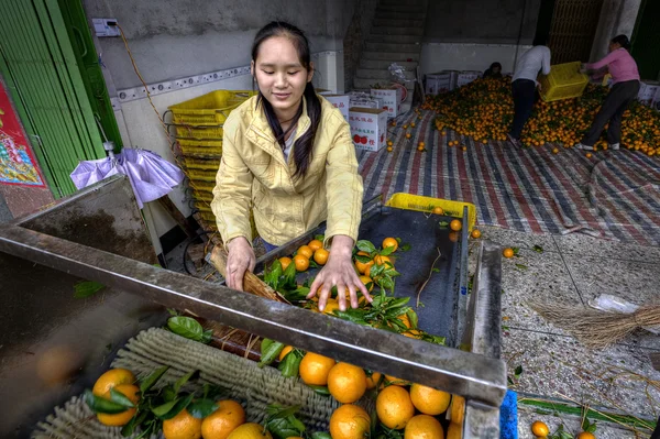 Joven mujer asiática clases y maneja naranjas en la casa de embalaje — Foto de Stock