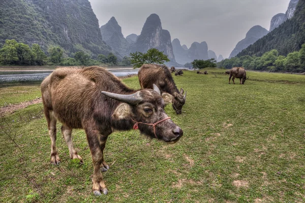 Op de weide in de buurt van Li River en karst heuvels grazende koeien. — Stockfoto