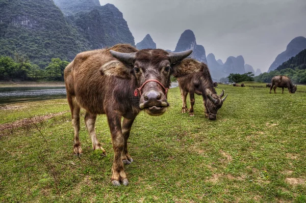 Boskap i södra Kina, kor betar på betesmark i Guangxi. — Stockfoto